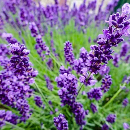 Wetzlarer Hof & Restaurant Hotel Wetzlar