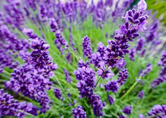 Wetzlarer Hof & Restaurant 호텔 베츨러